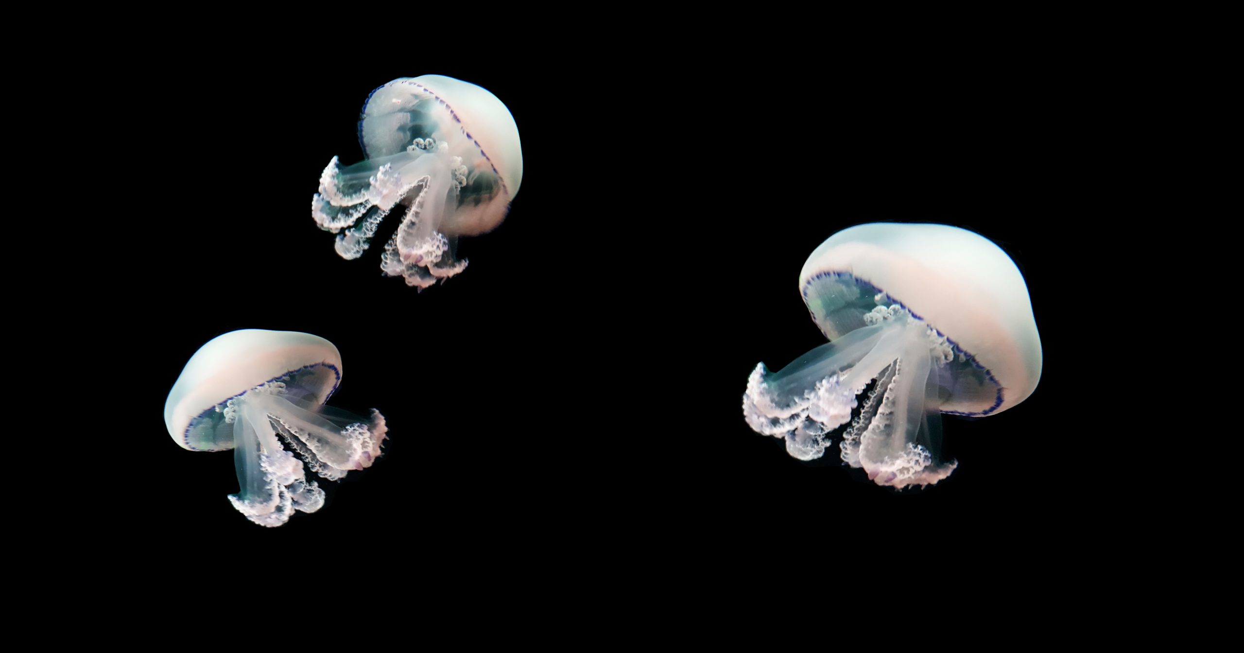 Jellyfish